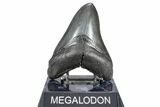 Fossil Megalodon Tooth - South Carolina #362242-2